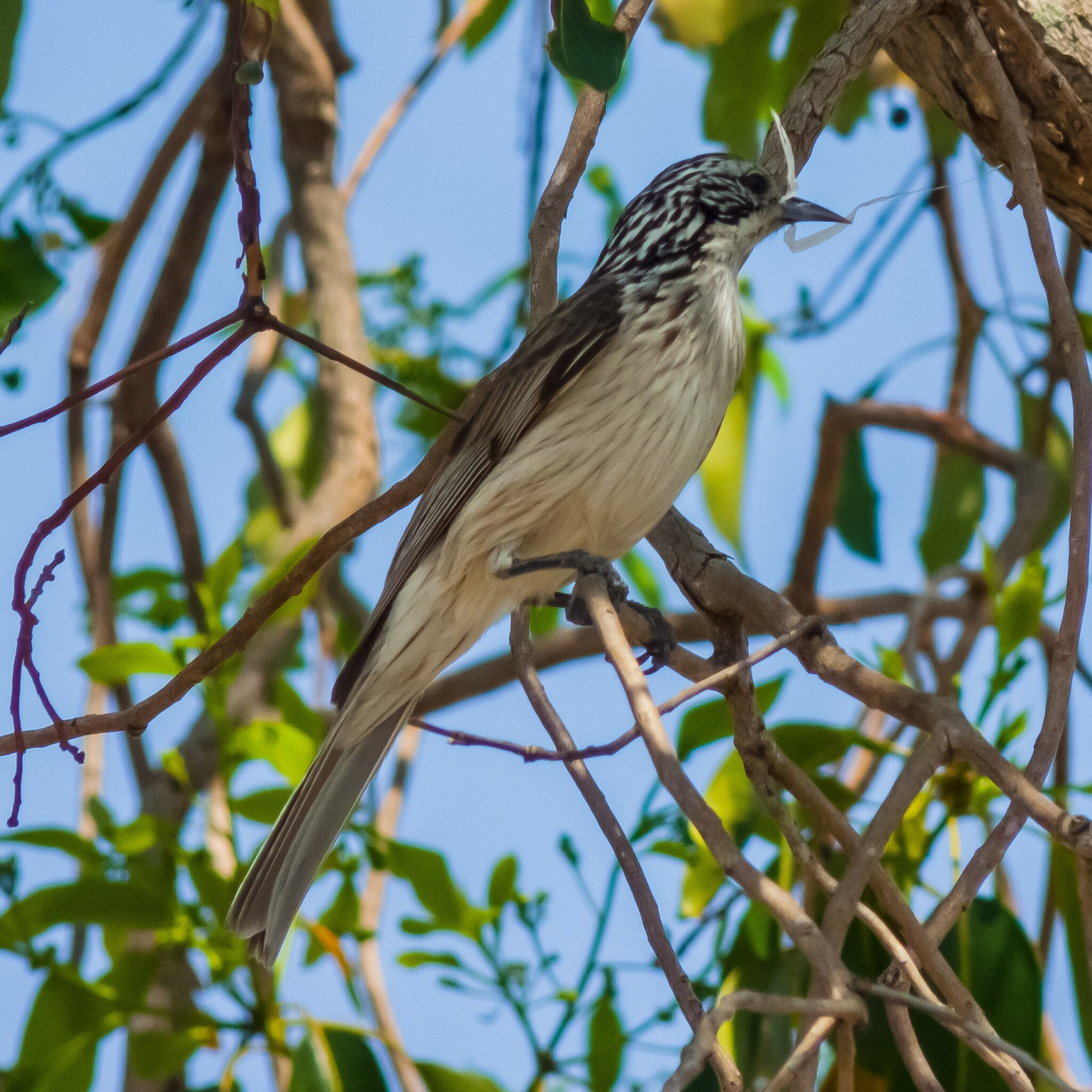 image Striped Honeyeater